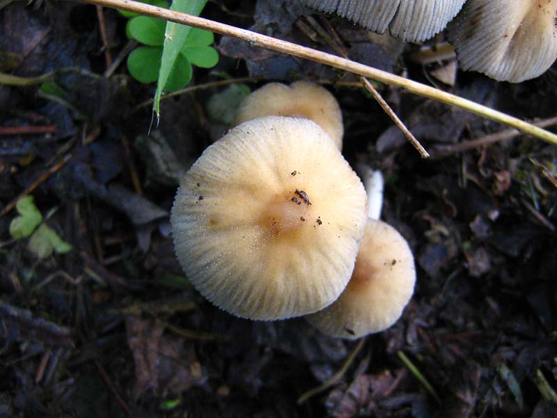 Coprinus?